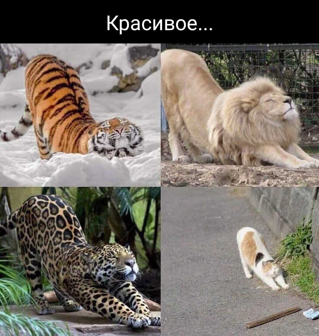 Красивое