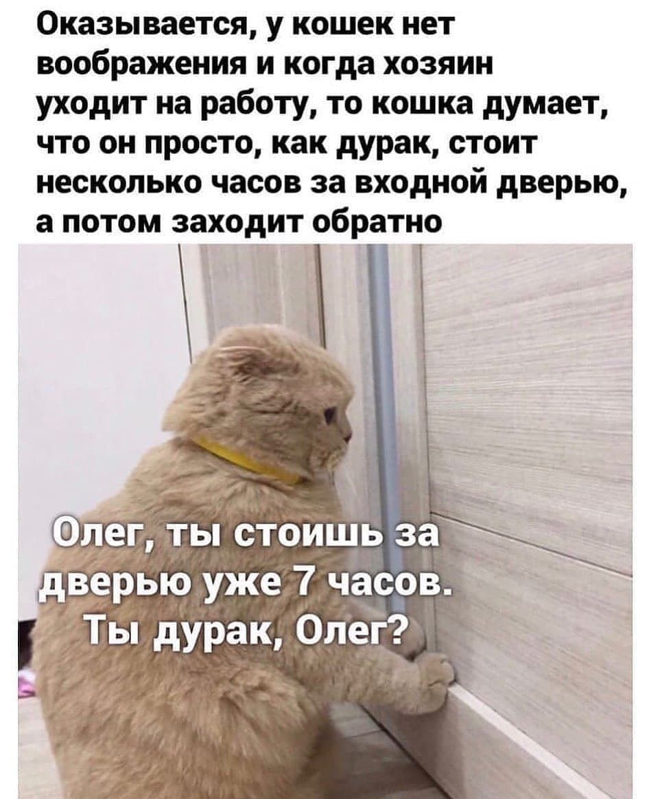 Оказывается у кошек нет воображения и когда хозяин уходит на работу то кошка думает что он просто как дурак стоит несколько часов за входной дверью а потом заходит обратно