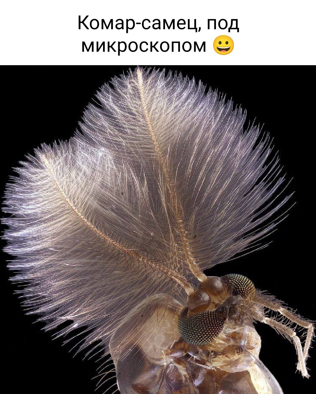 Комар самец под микроскопом