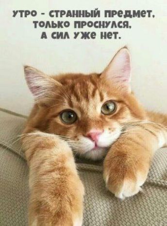 УТРО СГР тянет ТОЛЬКО ММА А уже ОТ