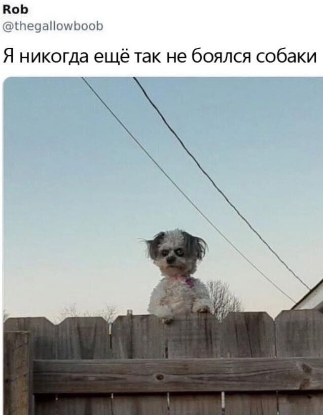 КоЬ _ и Я никогда ещё так не боялся собаки