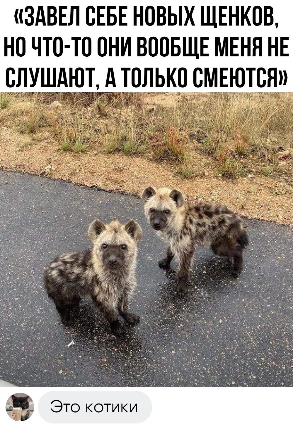 ЗАВЕЛ ОЕБЕ НОВЫХ ЩЕНКОВ НО ЧТО ТО ОНИ ВООБЩЕ МЕНЯ НЕ СЛУШАЮТ А ТОЛЬКО ОМЕЮТОН