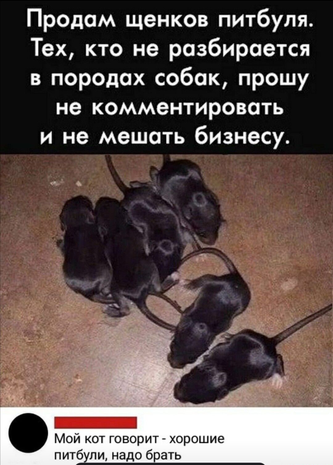 Продам щенков питбуля Тех кто не разбирается в породах собак прошу не комментировать и не мешать бизнесу Мой кот говорит хорошие питб надо брать