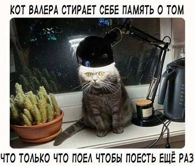 КОТ БААЕРА СТИРАЕТ СЕБЕ ПАМЯТЬ 0 ТОМ ЧТО ТОАЬКО ЧТО ПОЕА ЧТОБЫ ПОЕСТЬ ЕЩЁ РАЗ