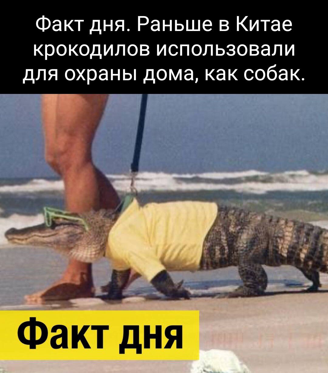 Факт дня_ Раньше в Китае крокодилов использовали для охраны дома как собак д ФёКТ дНЯ