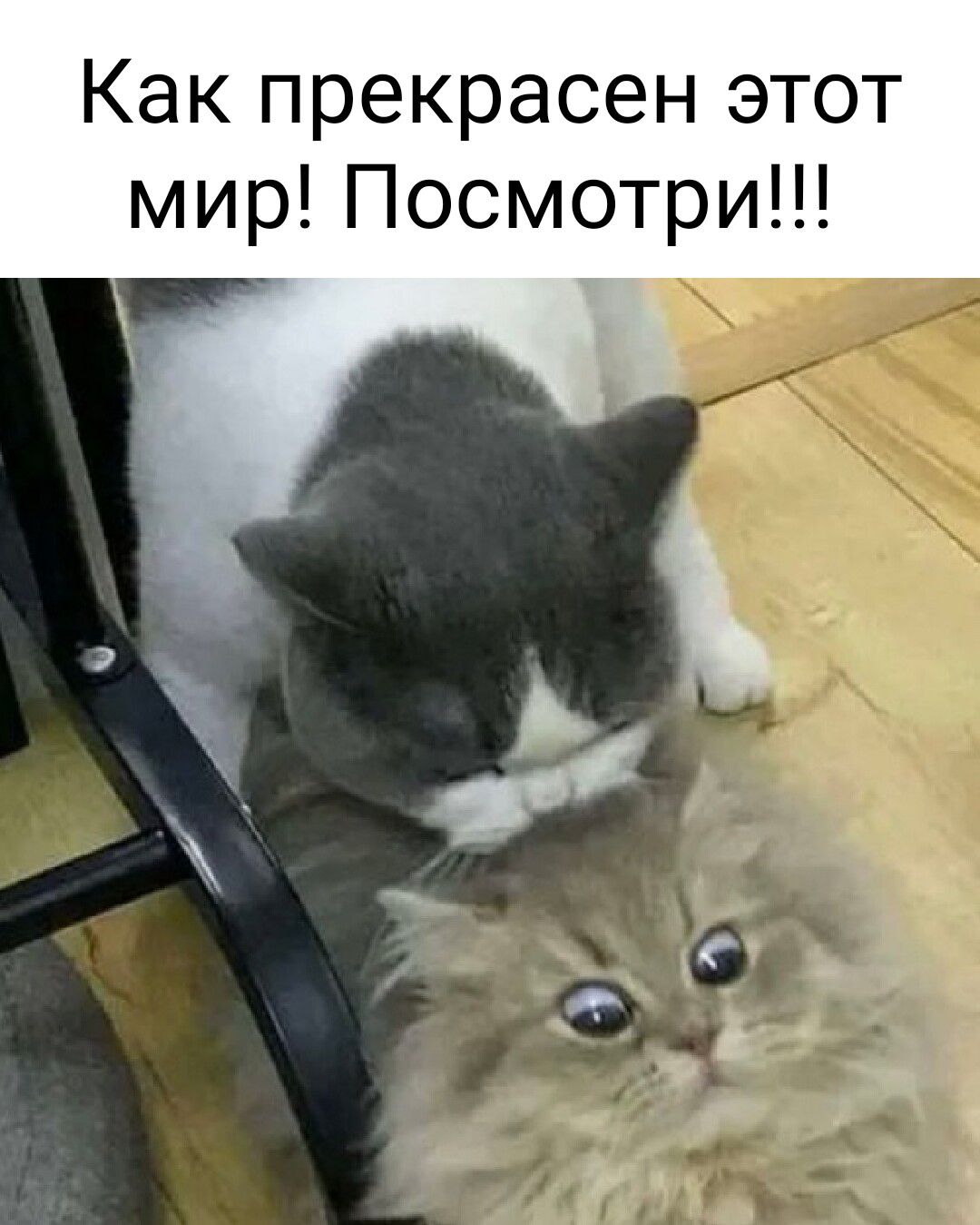 Как прекрасен этот мир Посмотри