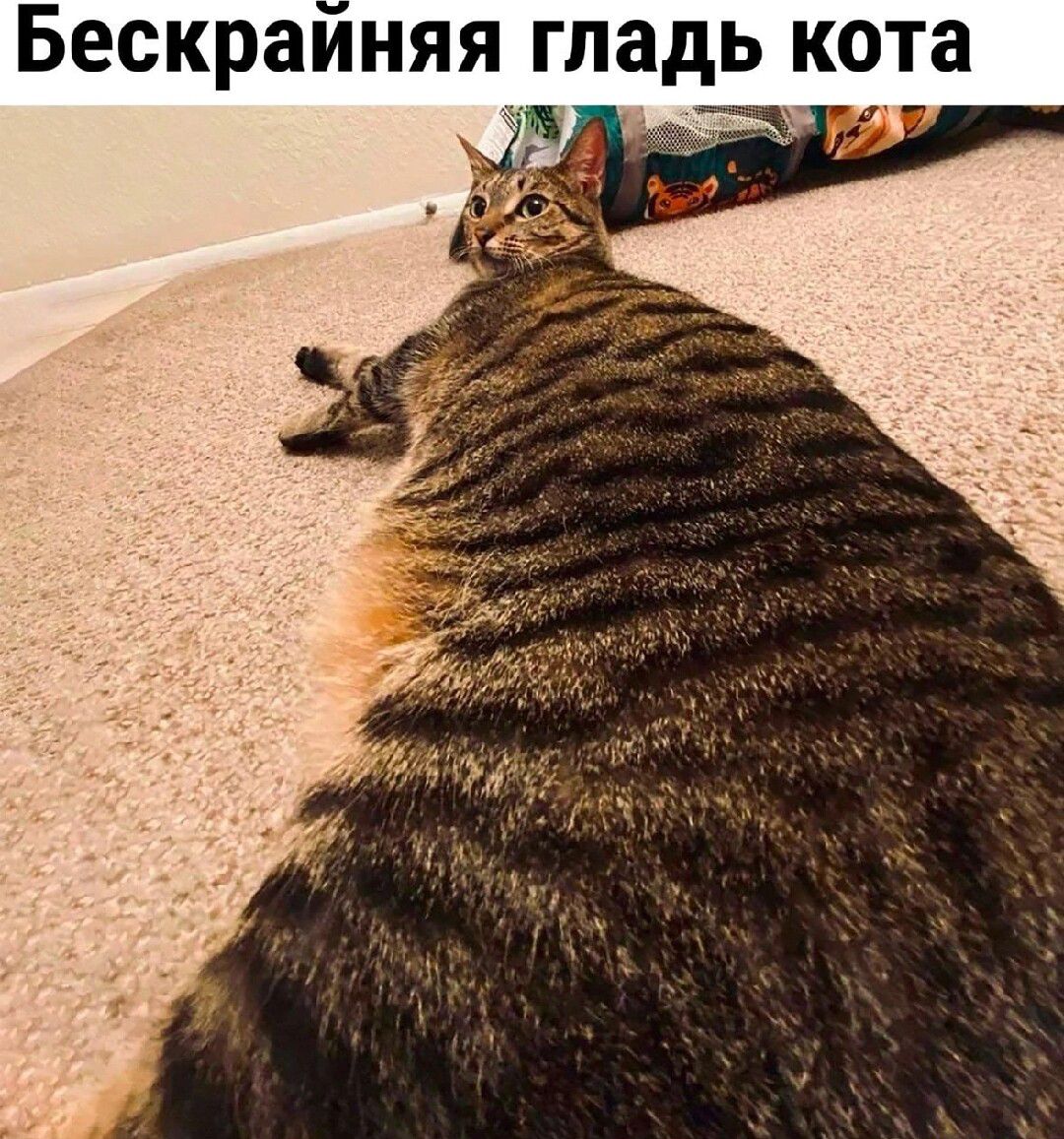 Бескраиняя гладь кота