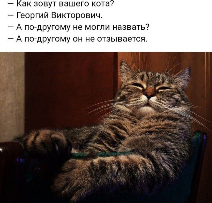 ак зовут вашего кота Георгий Викторович А пойдругому не могли назвать7 А подругому он не отзывается