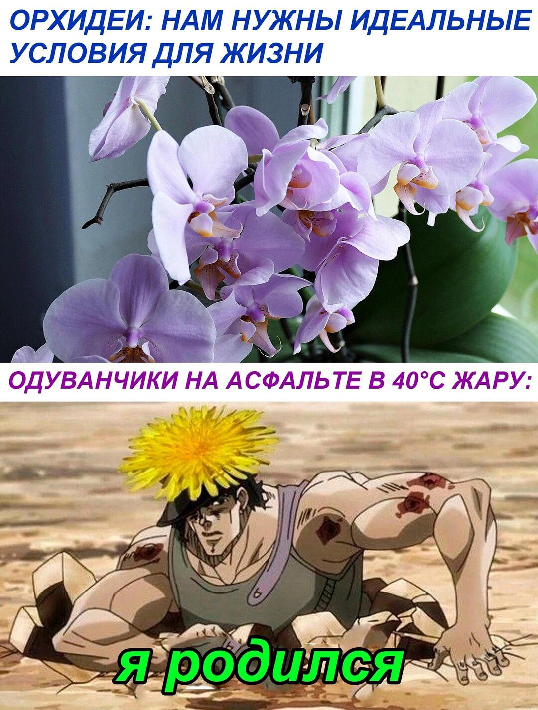 ОРХИДЕИ НАМ НУЖНЫ ИДЕАЛЬНЫЕ УСЛОВИЯ ДЛЯ ЖИЗНИ