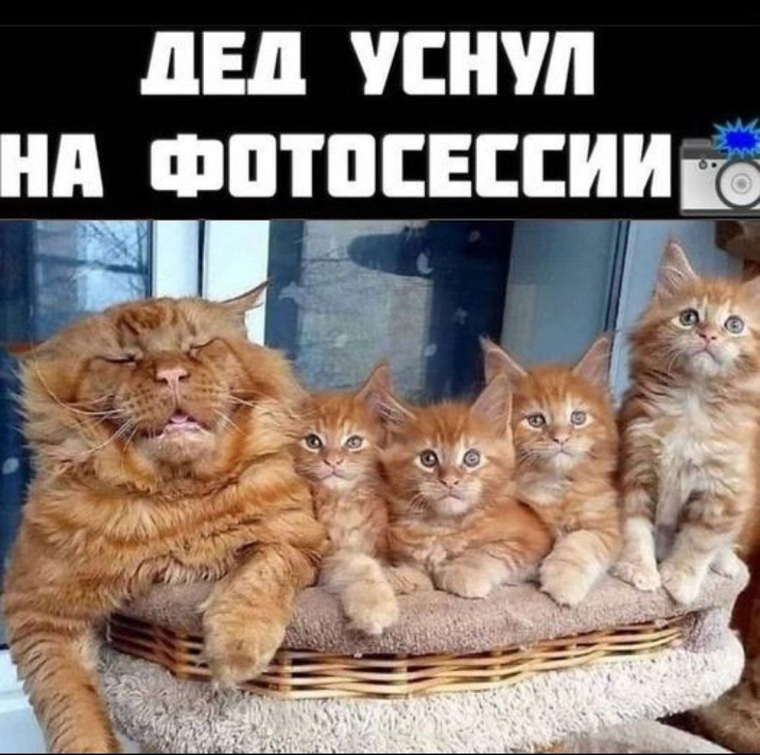 ЛЕД ПП д ФПШСЕЕЕИИЁ