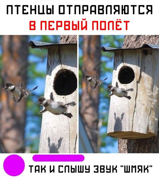 ПТЕНЦЫ ПТПРПБПЯШТЕЯ В ПЕРВЫЙ ПППЁТ ТПИ И ЕПЫШН ЗБНИ ШПЯК