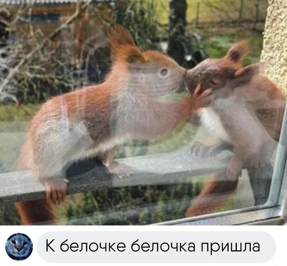 К белочке белочка пришла