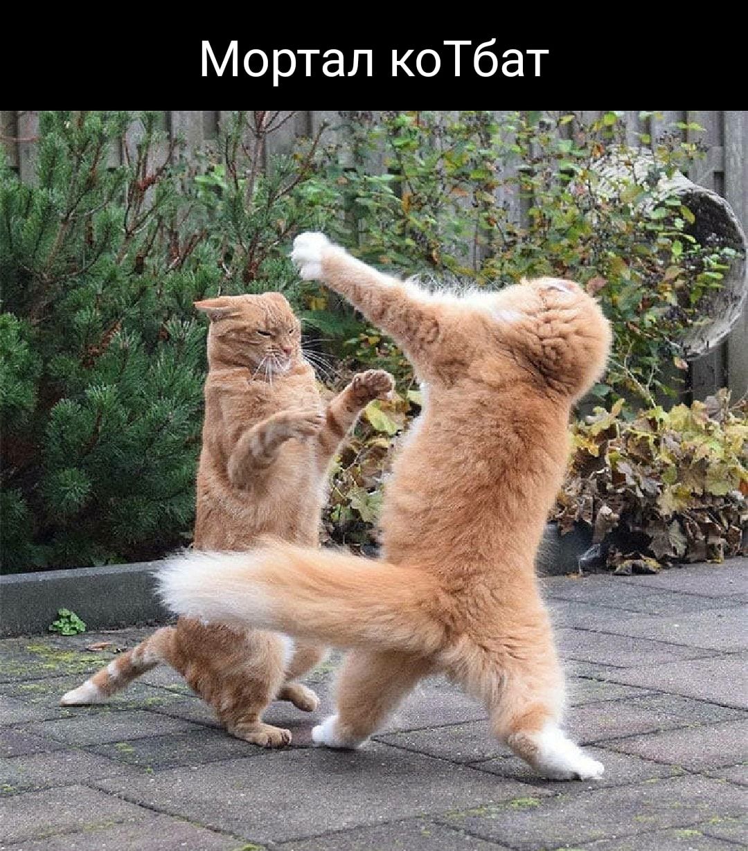 Мортал коТбат _