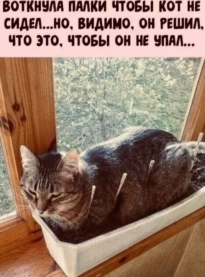 ВОТКНЧЛА ПМКИ ЧТОБЫ КОТ НЕ СИдЕд но видимо ОН РЕШИЛ ЧТО ЭТО ЧТОБЫ ОН НЕ БПЛА
