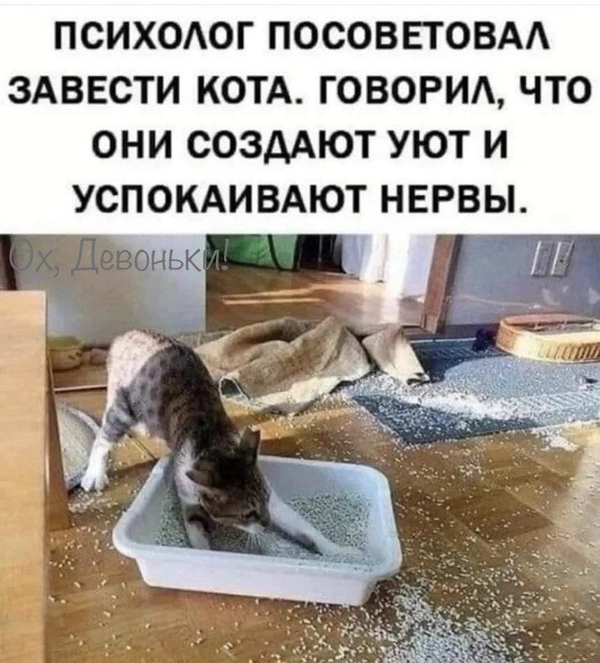 ПСИХОАОГ ПОСОВЕТОВАА ЗАВЕСТИ КОТА ГОВОРИА ЧТО ОНИ СОЗААЮТ УЮТ И УСПОКАИВАЮТ НЕРВЫ