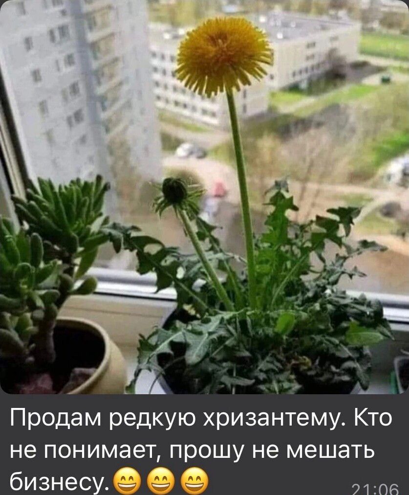 Продам редкую хризантему Кто не ПОНИМЭЕТ ПРОШУ не МЭШЗТЬ бизнесу 3
