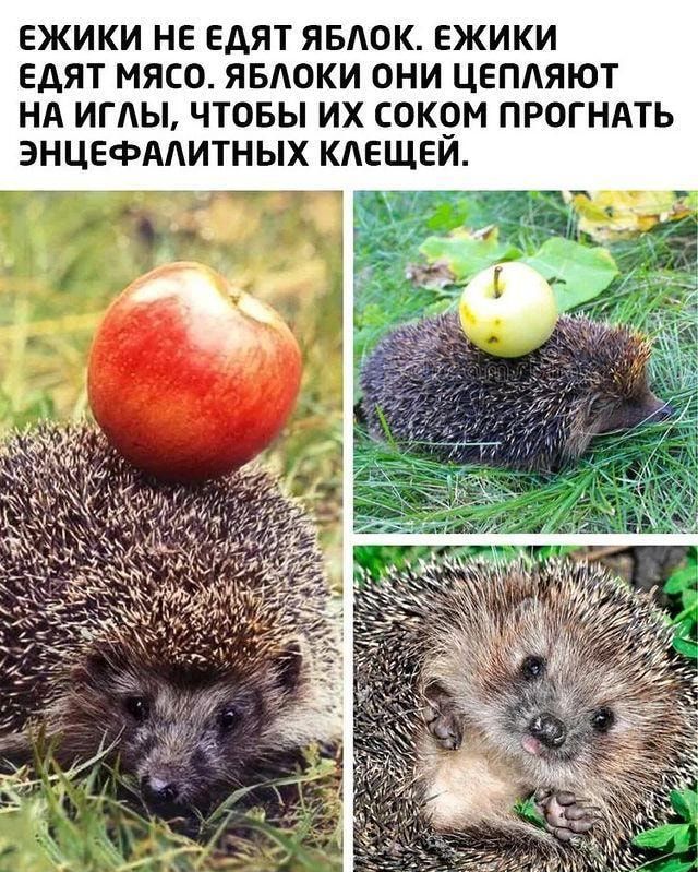 ЕЖИКИ НЕ ЕАЯТ ЯБЛОК ЕЖИКИ ЕАЯТ МЯСО ЯБАОКИ ОНИ ЦЕПАЯЮТ НА ИГЛЫ ЧТОБЫ ИХ СОК9М ПРОГНАТЬ ЭНЦЕФААИТНЫХ КАЕЩЕИ