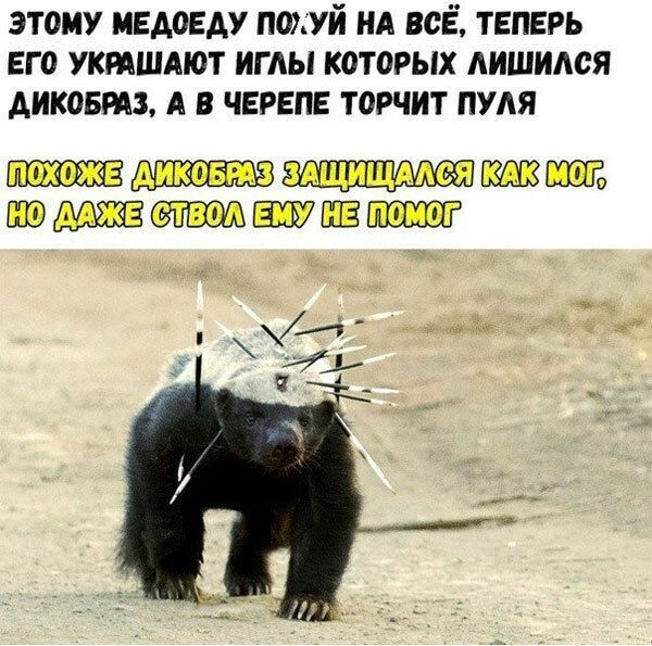 этому ивмеду похуй А все теперь его уктшдют иглы которых мшился Аикошз А в черепе торчит пуля