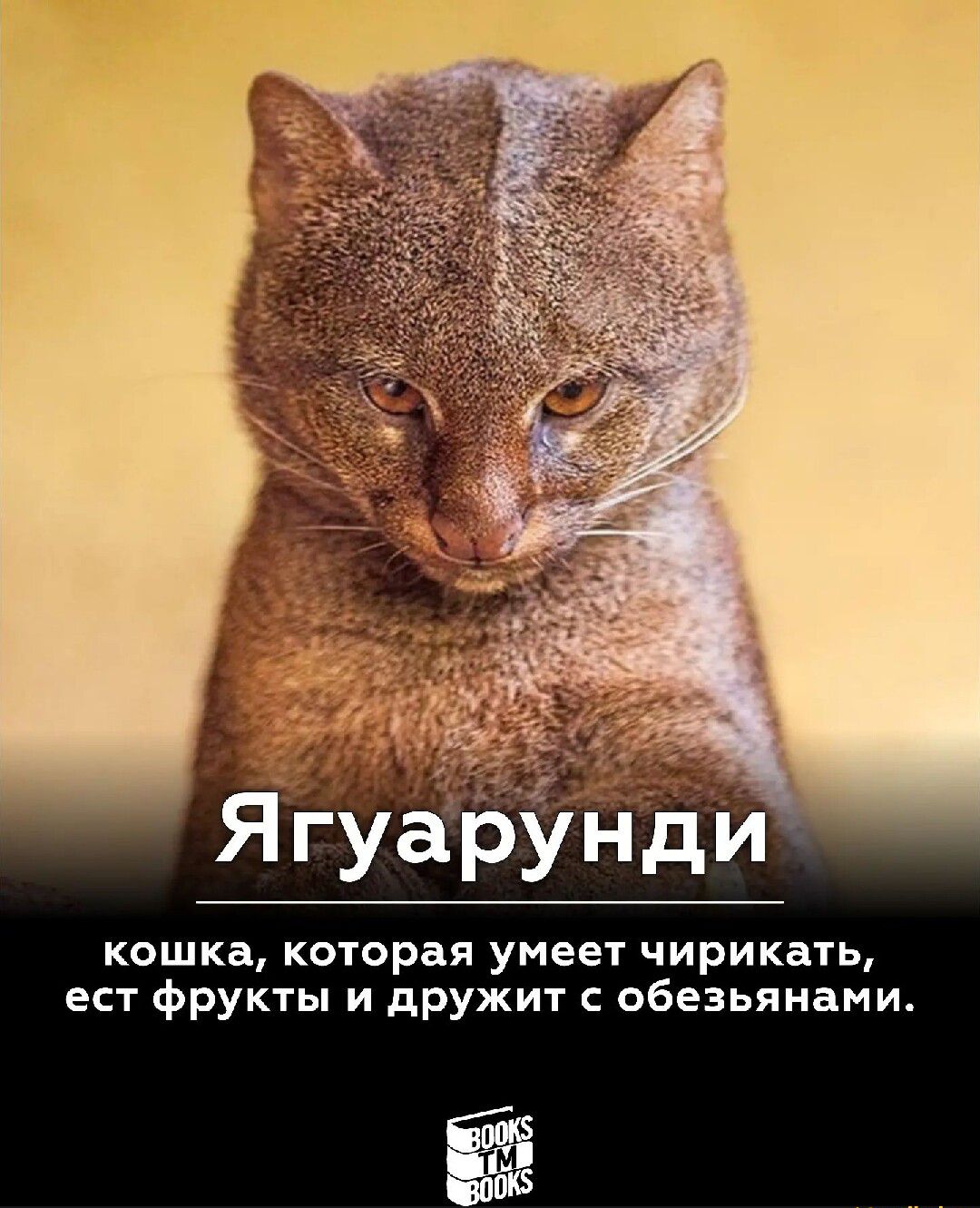 Я гуа рунди кошка которая умеет чирикать ест фрукты и дружит обезьянами