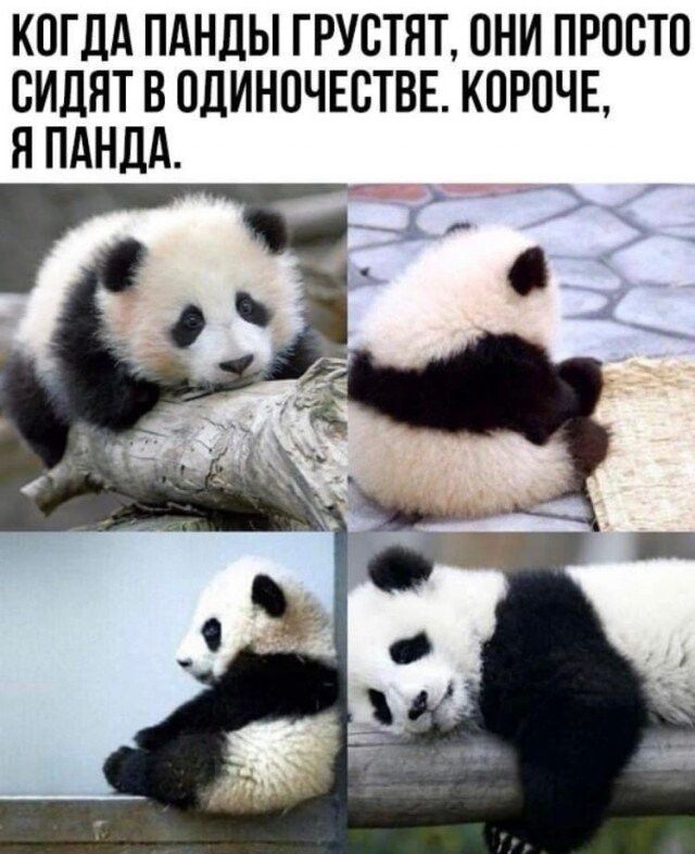 КОГДА ПАНДЫ ГРУСТПТ ОНИ ПРОСТО СИДЯТ В ОДИНОЧЕСТВЕ КОРПЧЕ Я ПАНДА