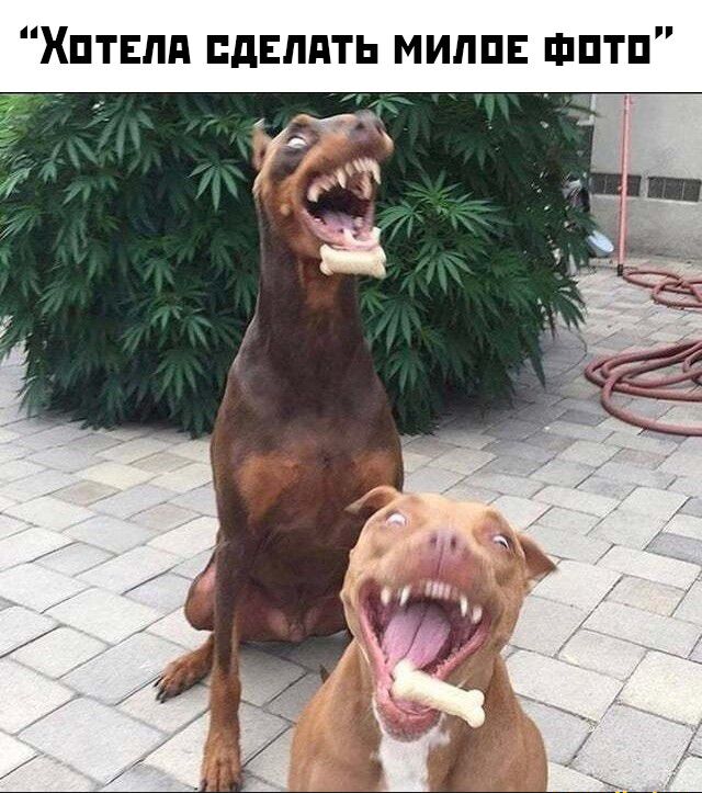 ХПТЕЛА сделать милпъ шптп
