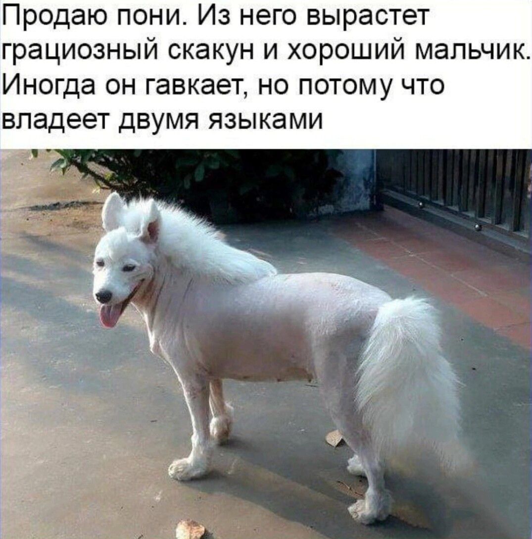 Продаю пони Из него вырастет грациозный скакун и хороший мальчик Иногда он гавкает но потому что владеет двумя языками