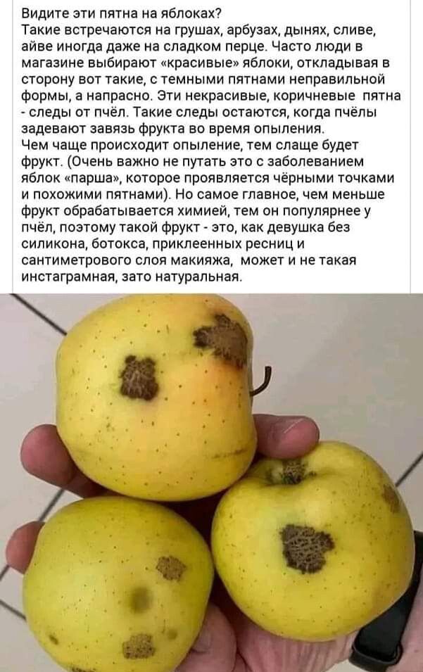 Видите ати пятна на ябппках Такие встренаютоя на грушах ароуаакдьтняк сливе айве инотда даже на сладком перце часто люди в магазине выбирают красивые яапоки откладывая в сторону вот такие темными пятками неправильной Формы а напрасно зти некрасивые коричневые пятна тспеды от пчел Такие следы остаются кагда пчелы задевают завязь Фрукта во время опыления Чем чаще приисхпдит опымиие пм плаще Будет Фр