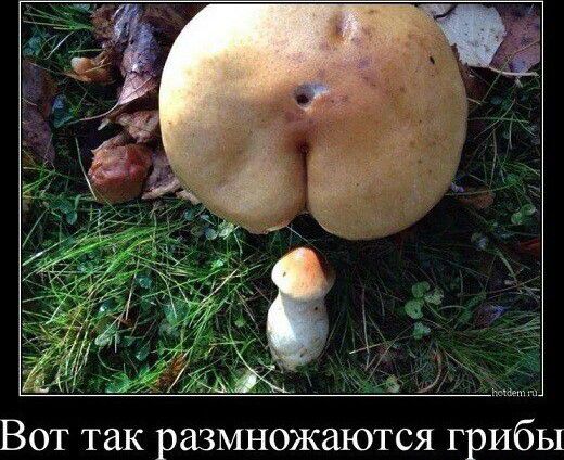 ВОТ ТЗК раЗМНОЖЗЮТСЯ грибы