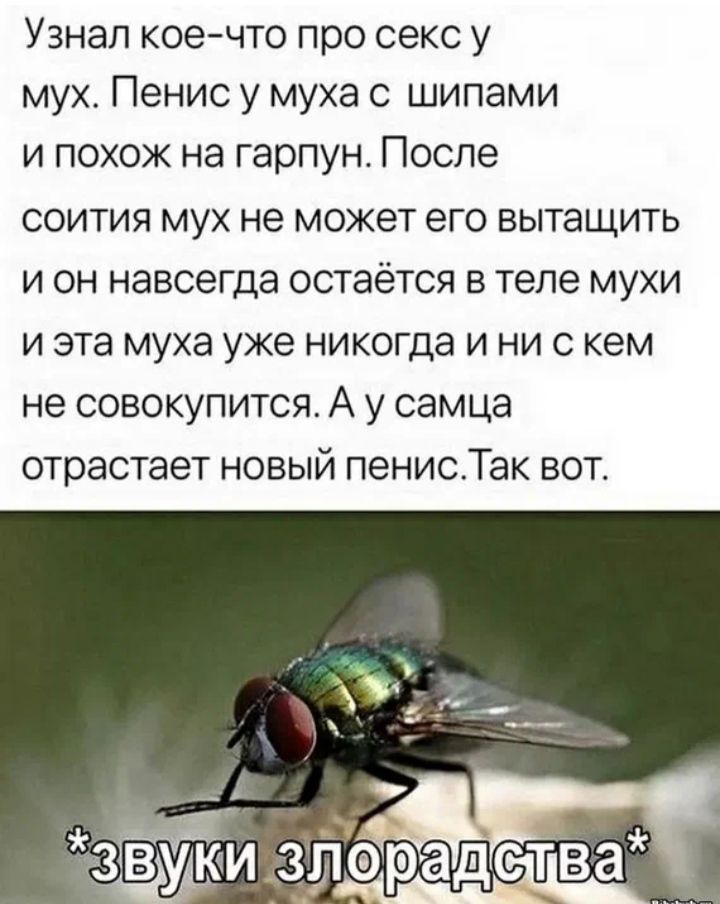 Узнал кое что про секс у мух Пенис у муха с шипами и похож на гарпун После соития мух не может его вытащить и он навсегда остаётся в теле мухи и эта муха уже никогда и ни с кем не совокупится А у самца отрастает новый пенисТак вот