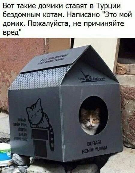 Вот такие домики ставят в Турции бездомным котам Написано Это мой домик Пожалуйста не причиняйте вред