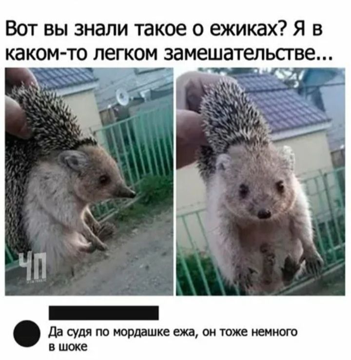 ВОТ вы знали такое 0 ежиках Я В да мы не юрдашке ш он же шмот