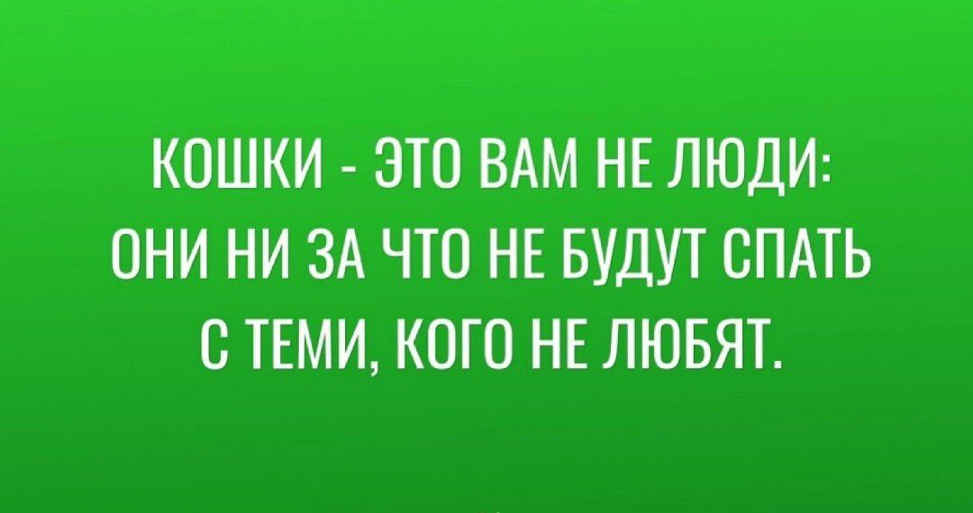 КОШКИ ЭТО ВАМ НЕ ЛЮДИ ОНИ НИ ЗА ЧТО НЕ БУДУТ СПАТЬ О ТЕМИ КОГО НЕ ЛЮБЯТ