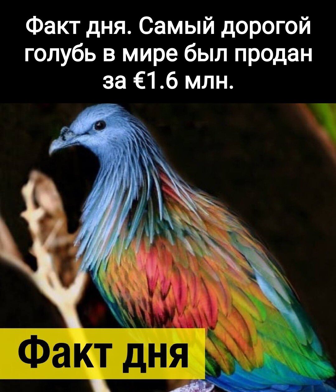 Факт дня Самый дорогой голубь в мире был продан за 16 млн