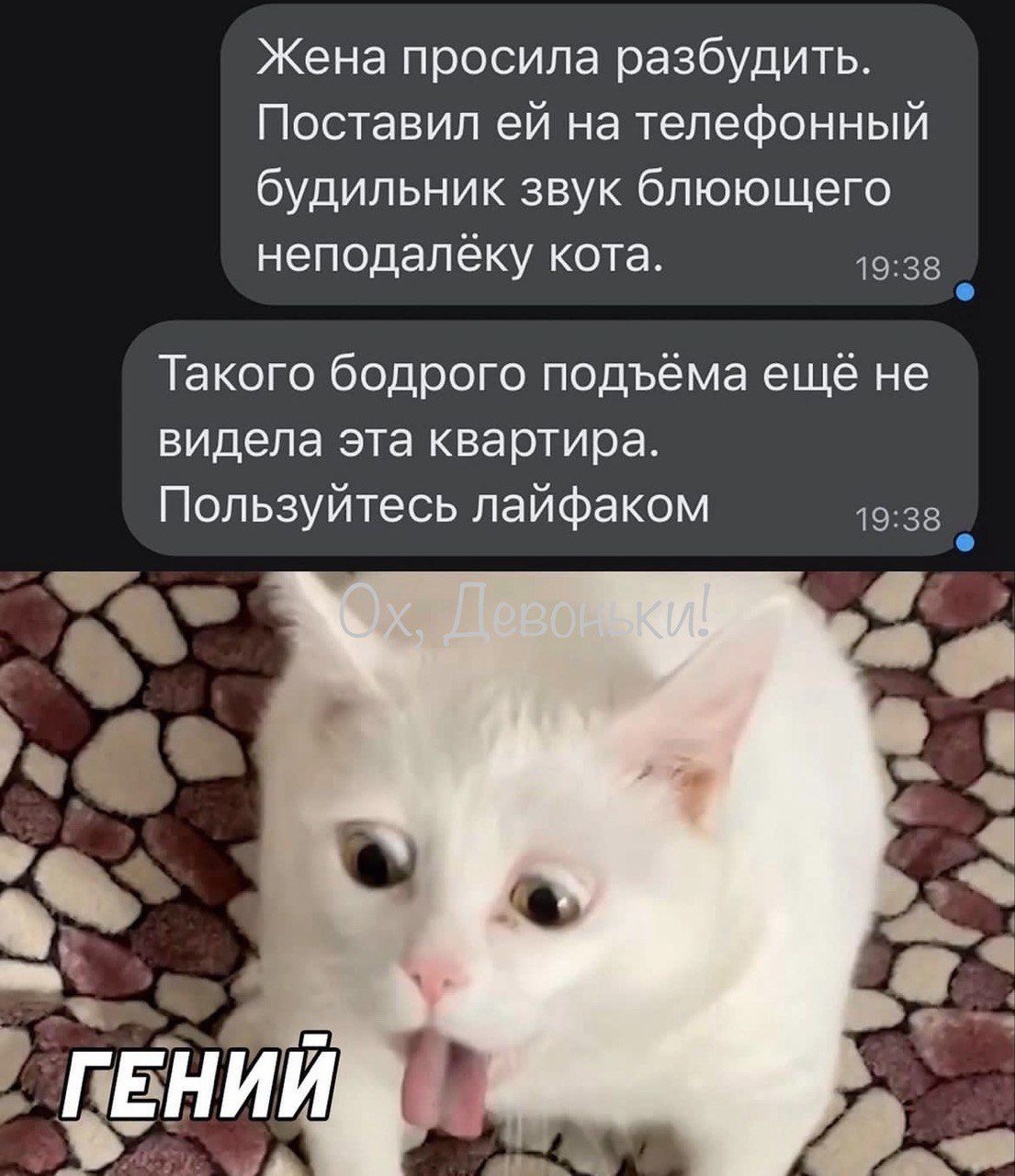Жена просила разбудить Поставил ей на телефонный будильник звук блюющего неподалёку кота 1535 _ Такого бодрого подъёма ещё не видела эта квартира Пользуйтесь лайфаком 1935