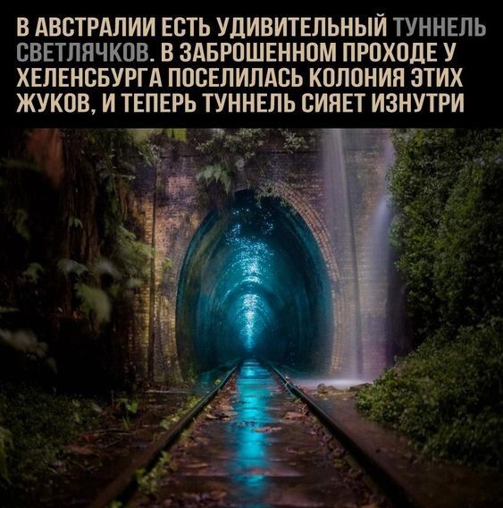 В АВБТРАЛИИ ЕСТЬ УДИВИТЕЛЬНЫЙ ТУННЕЛЬ СВЕТЛЯЧКПВ В ЗАБРПШЕННПМ ПРПХПДЕ У ХЕПЕНСБУРГА ППБЕЛИЛАБЬ КППОИИЯ ЗТИХ ЖУКПВ И ТЕПЕРЬ ТУННЕЛЬ БИЛЕТ ИЗНУТРИ Лт
