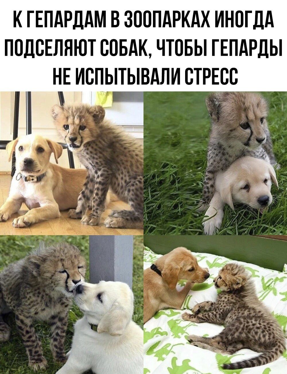 К ГЕПАРДАМ В ЗООПАРКАХ ИНОГДА ПОДСЕПЯЮТ СОБАК ЧТОБЫ ГЕПАРДЫ НЕ ИСПЫТЫВАЛИ СТРЕСС