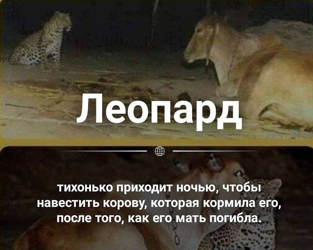 тихонькп приходит ночью чтобы навестить корону которая кормила его после того как его мать погибла