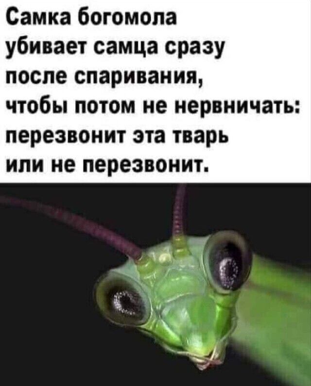 Самка богомопа убивает самца сразу после спаривания чтобы ПОТОМ не нервничать перезвонит эта тварь ИЛИ не перезвонит