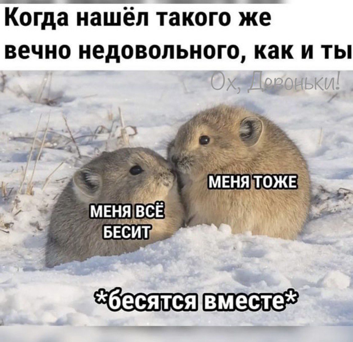 Когда нашёл такого же вечно недовольного как и ты