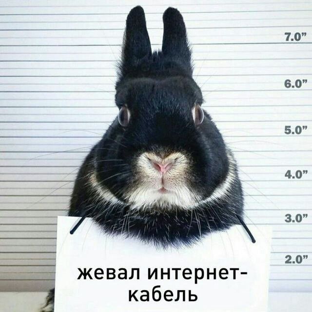 70 е_ 50 40 30 20 ЖЗВЗЛ ИНТЁРНЕТ кабель