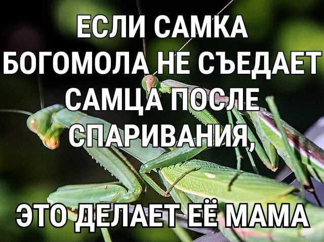 ЕСЛИ САМЁА вогомолмнв СЪЕДАЕТ АМЦЧА пас щи ПАЧРИВАЫИЯ ЭТОдіЁЛДЁТчЕЁМА 1