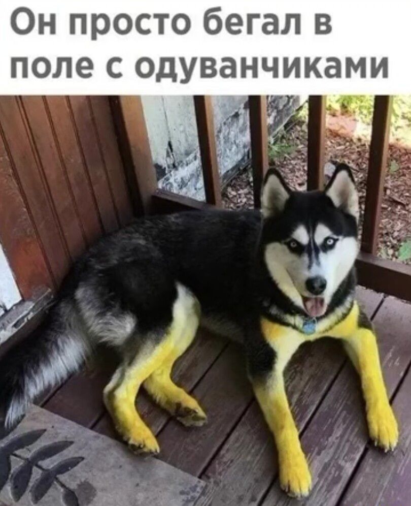 Он просто бегал в поле с одуванчиками 1 _ ж А