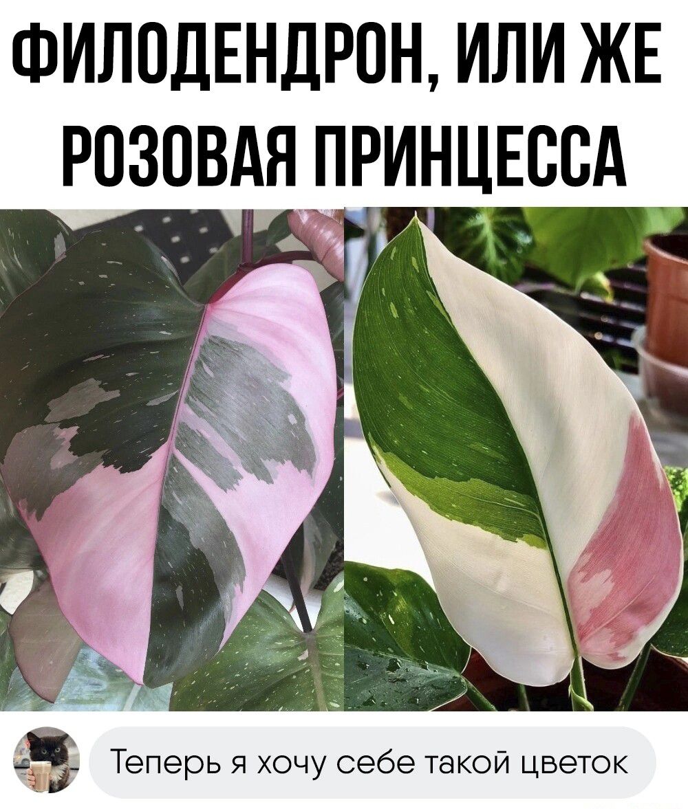 ФилпдЕндрпн или жъ розпвдя _принцвссд