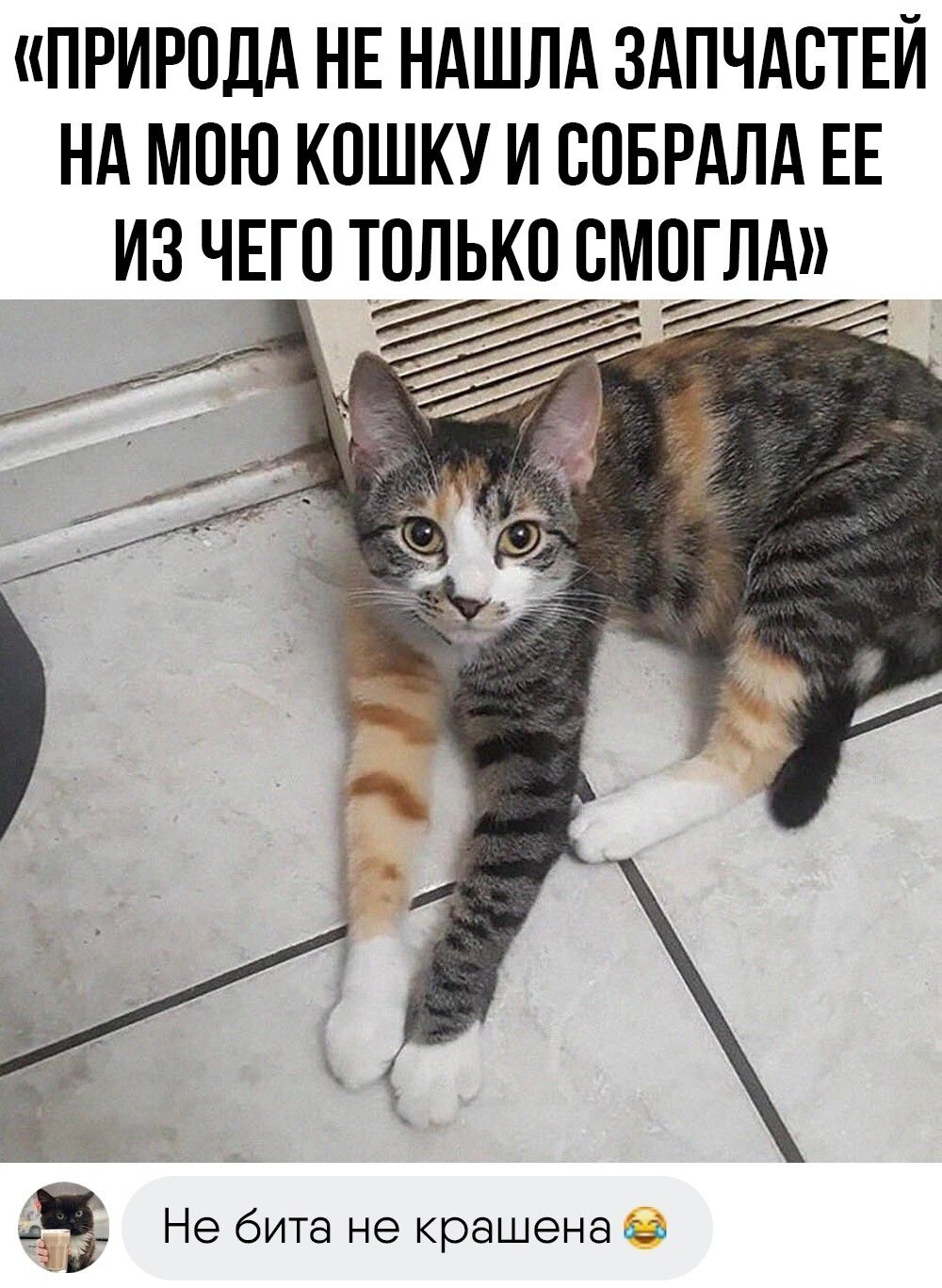 ПРИРОДА НЕ НАШЛА ЗАПЧАСТЕЙ НА МОЮ КОШКУ И ООБРАЛА ЕЕ ИЗ ЧЕГО ТОЛЬКО ОМОГЛА Не бита не крашена