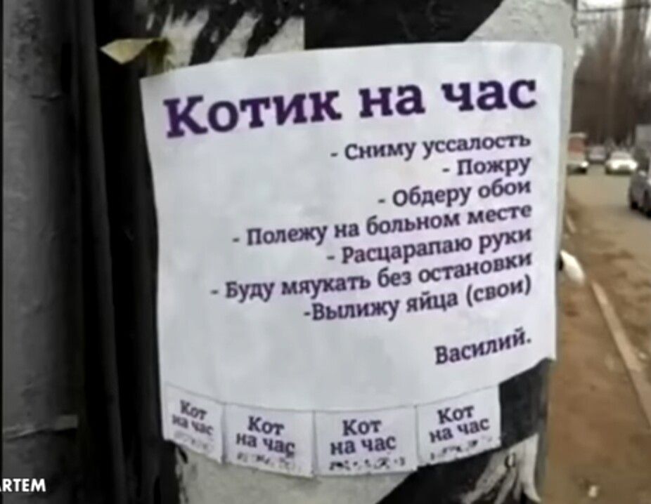 котик на час Сиииу уссцтхп Пот ФУ