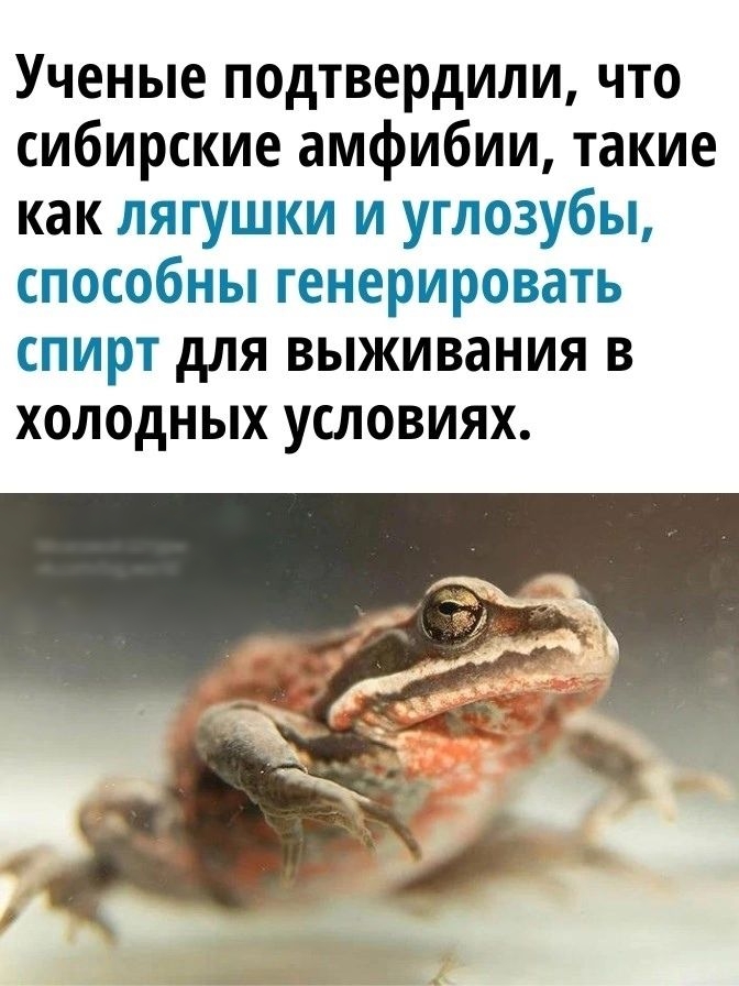 Ученые подтвердили что сибирские амфибии такие как лягушки и углозубы способны генерировать спирт для выживания в холодных условиях