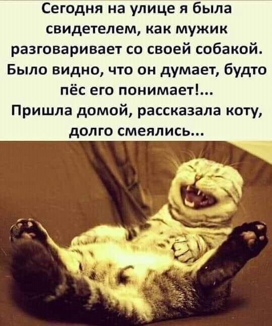 Сегодня на улице я была свидетелем как МУЖИК разговаривает со своей собакой Было видно что он думает будто ПЁС его ПОНИМЭЕТ Пришла домой рассказала коту дОЛГО смеялись