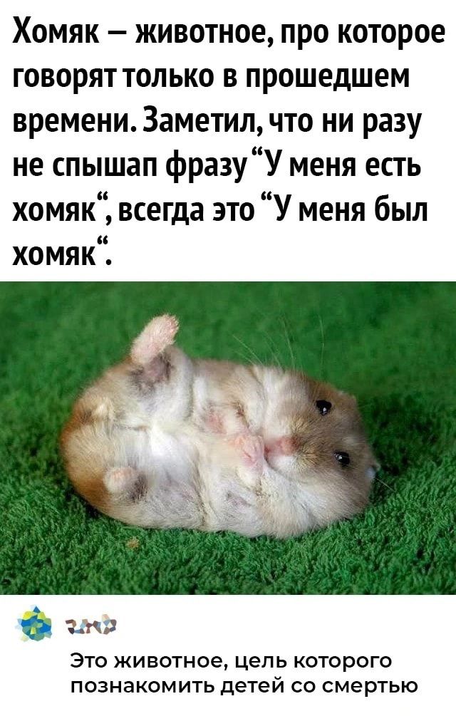 Хомяк животное про которое говорят только в прошедшем времени Заметил что ни разу не слышал фразу У меня есть хомяк всегда это У меня был хомяк ап Это животное цель которого познакомить детей со смертью