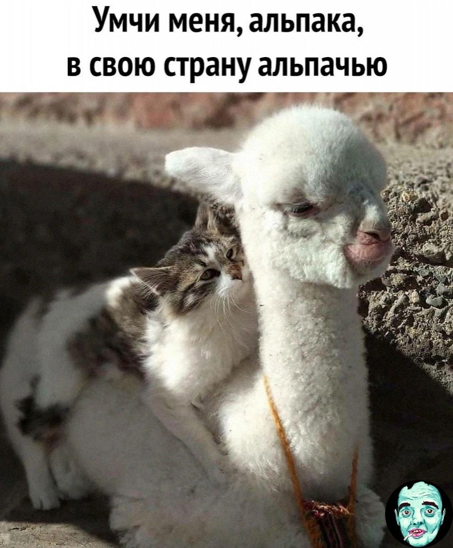 Умчи меня альпака в свою страну альпачью
