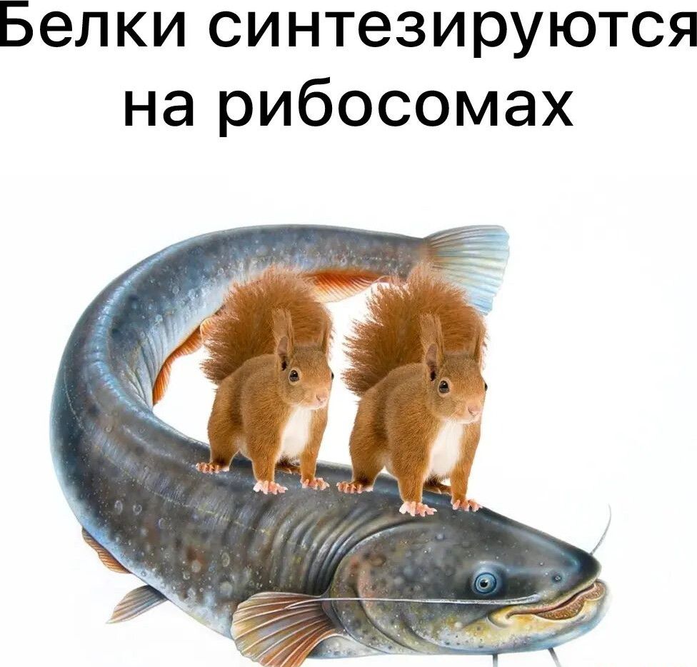 Белки синтезируются на рибосомах